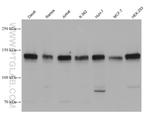 PERK/EIF2AK3 Antibody in Western Blot (WB)