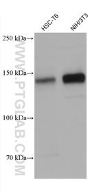 PERK/EIF2AK3 Antibody in Western Blot (WB)
