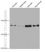 UNC13A Antibody in Western Blot (WB)