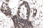 TIA1 Antibody in Immunohistochemistry (Paraffin) (IHC (P))