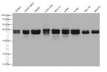 TIA1 Antibody in Western Blot (WB)