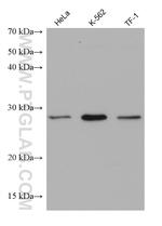 NQO2 Antibody in Western Blot (WB)