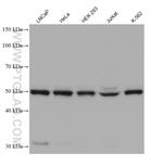 FLAD1 Antibody in Western Blot (WB)