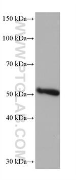 FLAD1 Antibody in Western Blot (WB)