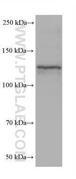 BMPR2 Antibody in Western Blot (WB)