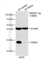 PSPH Antibody in Western Blot (WB)