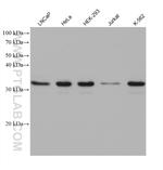METTL1 Antibody in Western Blot (WB)