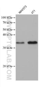 METTL1 Antibody in Western Blot (WB)