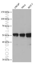 Beta Arrestin 2 Antibody in Western Blot (WB)