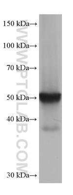 Beta Arrestin 2 Antibody in Western Blot (WB)