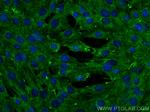 ATP1A1/2 Antibody in Immunocytochemistry (ICC/IF)