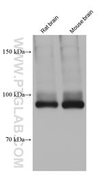 ATP1A1/2 Antibody in Western Blot (WB)