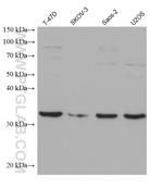IGFBP5 Antibody in Western Blot (WB)