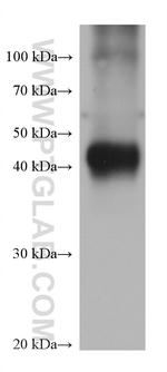 GATM Antibody in Western Blot (WB)