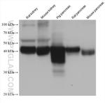 GATM Antibody in Western Blot (WB)
