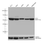 ATL3 Antibody in Western Blot (WB)