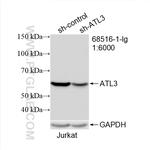 ATL3 Antibody in Western Blot (WB)