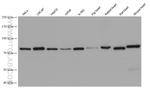 AFG3L2 Antibody in Western Blot (WB)