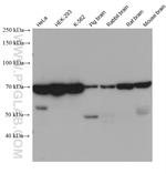 RNF8 Antibody in Western Blot (WB)