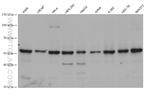 STK24 Antibody in Western Blot (WB)