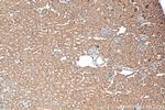MTHFD2 Antibody in Immunohistochemistry (Paraffin) (IHC (P))