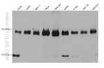 ZC3H13 Antibody in Western Blot (WB)