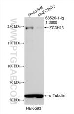 ZC3H13 Antibody in Western Blot (WB)