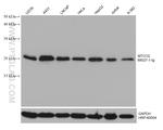 MTCO2 Antibody in Western Blot (WB)