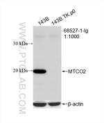 MTCO2 Antibody in Western Blot (WB)