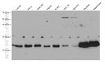 UQCRFS1 Antibody in Western Blot (WB)