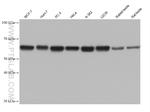 PUF60 Antibody in Western Blot (WB)