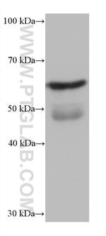 PUF60 Antibody in Western Blot (WB)