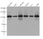 EXO1 Antibody in Western Blot (WB)