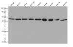 UBA5 Antibody in Western Blot (WB)