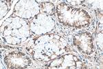 SLC1A5/ASCT2 Antibody in Immunohistochemistry (Paraffin) (IHC (P))