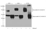 SLC1A5/ASCT2 Antibody in Western Blot (WB)