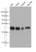 HLA-DRA Antibody in Western Blot (WB)