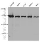 SKIV2L Antibody in Western Blot (WB)