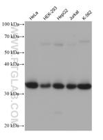 Spermidine synthase Antibody in Western Blot (WB)