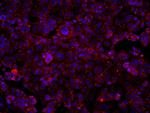 SUCLA2 Antibody in Immunocytochemistry (ICC/IF)