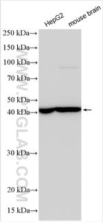 SUCLA2 Antibody in Western Blot (WB)