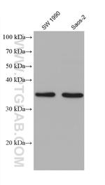 MSX2 Antibody in Western Blot (WB)