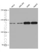 FMNL2 Antibody in Western Blot (WB)