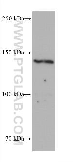 FMNL2 Antibody in Western Blot (WB)