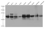 STARD10 Antibody in Western Blot (WB)