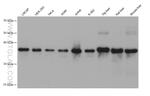 PEX19 Antibody in Western Blot (WB)