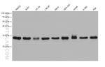 MRPL24 Antibody in Western Blot (WB)