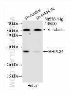 MRPL24 Antibody in Western Blot (WB)