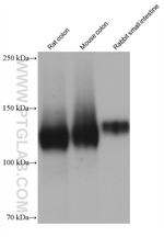Integrin alpha-5 Antibody in Western Blot (WB)