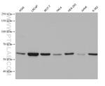 TBC1D24 Antibody in Western Blot (WB)